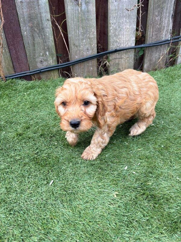 Cockapoo puppies for sale in Hackney, Greater London – 4 months old - Image 2 of 6