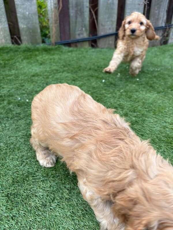 Cockapoo puppies for sale in Hackney, Greater London – 4 months old - Image 4 of 6