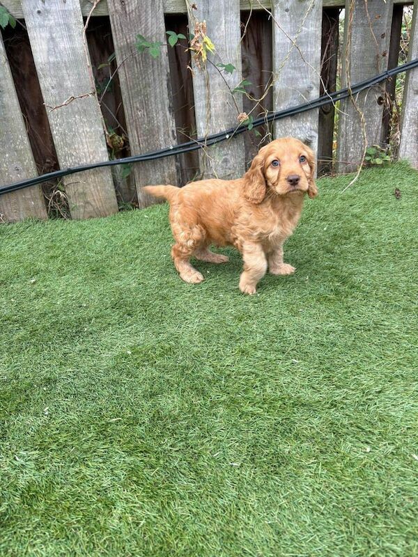 Cockapoo puppies for sale in Hackney, Greater London – 4 months old - Image 5 of 6