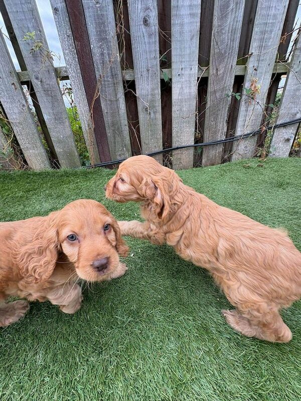 Cockapoo puppies for sale in Hackney, Greater London – 4 months old - Image 6 of 6