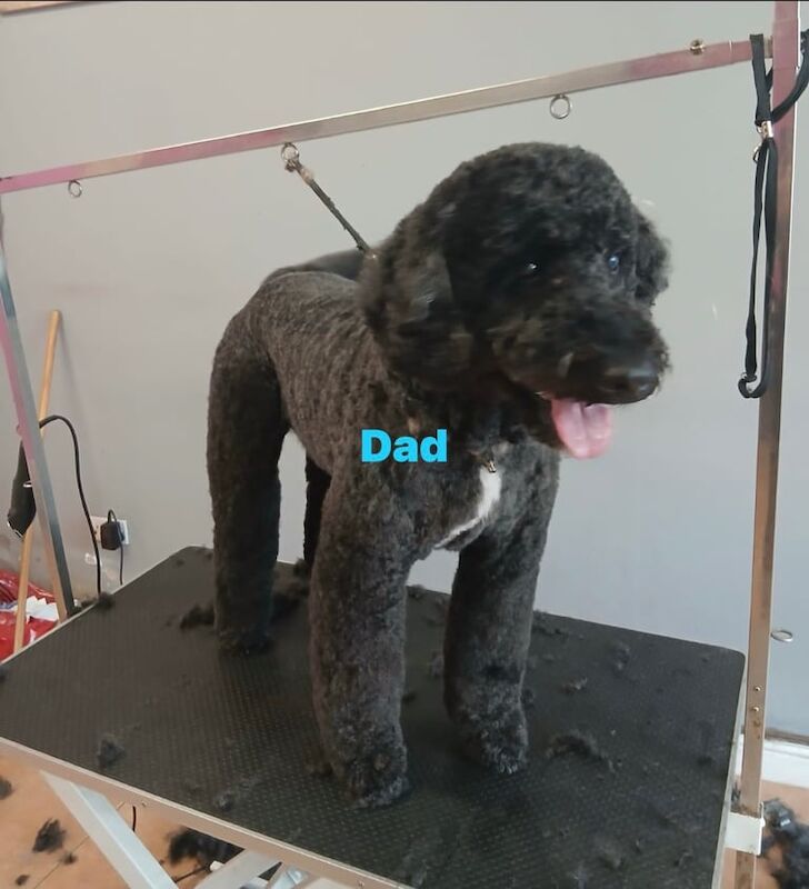 Cockapoo puppies for sale in Rhymney / Rhymni, Gwent – 10 weeks old