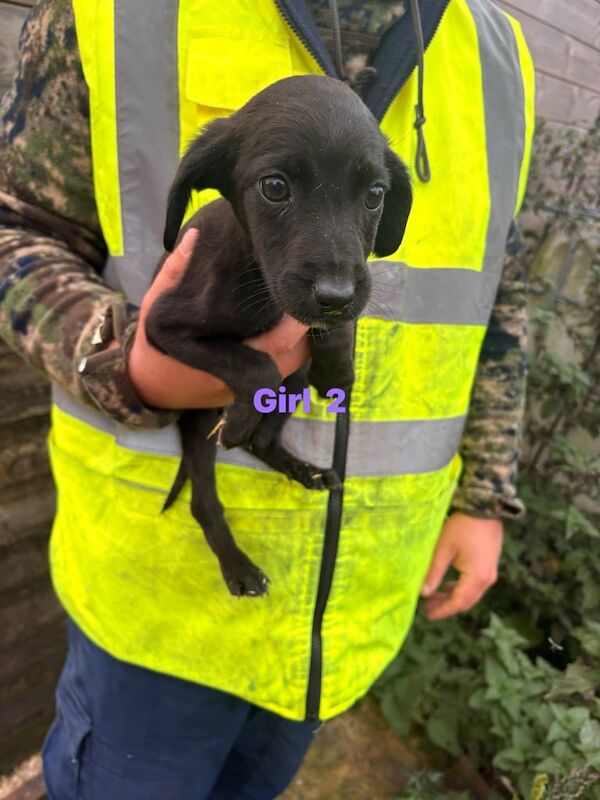 Cockapoo puppies for sale in Rhymney / Rhymni, Gwent – 10 weeks old - Image 2 of 4