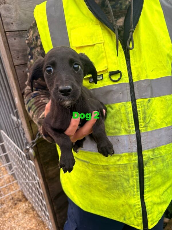 Cockapoo puppies for sale in Rhymney / Rhymni, Gwent – 10 weeks old - Image 4 of 4