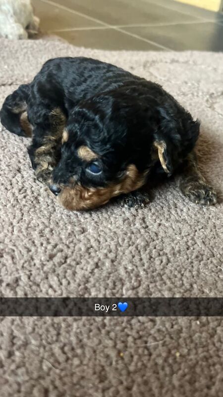 Cockapoo puppies for sale in Stockton-on-Tees, Durham – 5 weeks old - Image 4 of 5