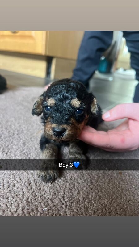 Cockapoo puppies for sale in Stockton-on-Tees, Durham – 5 weeks old - Image 5 of 5