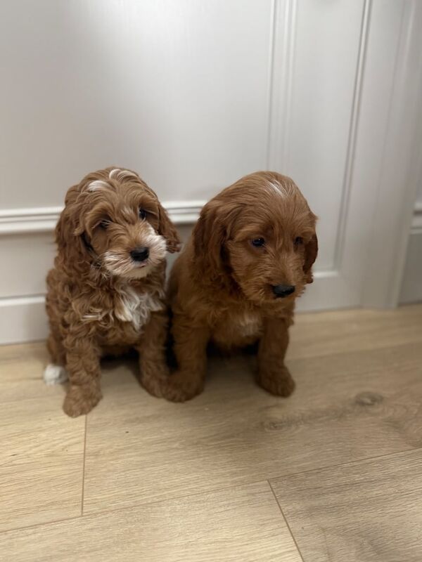 Cockapoo puppies - Image 2 of 6