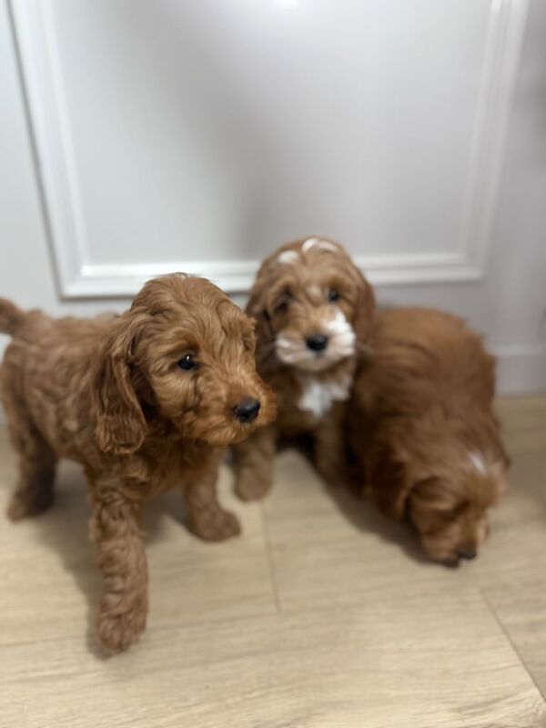 Cockapoo puppies - Image 3 of 6