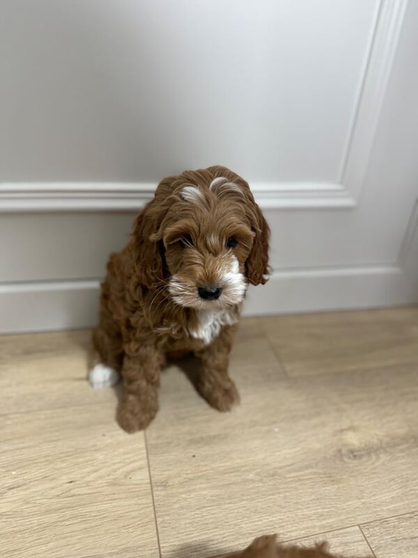 Cockapoo puppies - Image 4 of 6