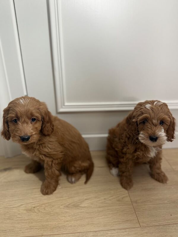 Cockapoo puppies - Image 6 of 6