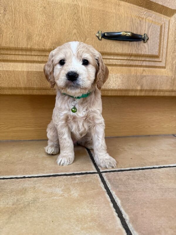Cockapoo puppies for sale in Clogher, County Tyrone – 5 weeks old - Image 2 of 6