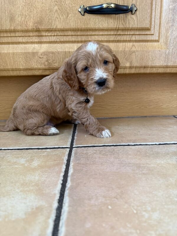 Cockapoo puppies for sale in Clogher, County Tyrone – 5 weeks old - Image 3 of 6