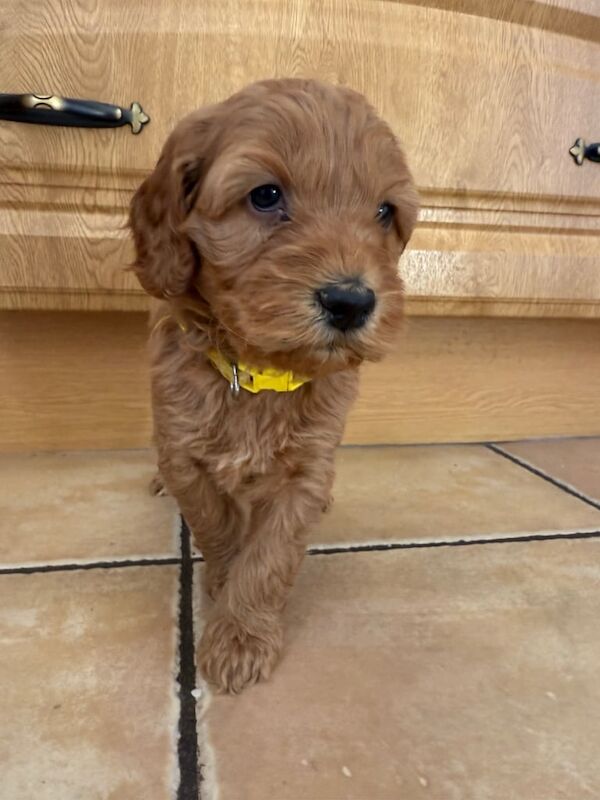 Cockapoo puppies for sale in Clogher, County Tyrone – 5 weeks old - Image 4 of 6