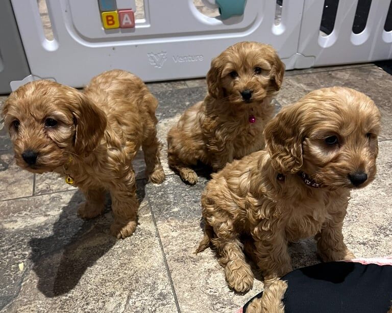 Cockapoo puppies for sale in Dungannon, County Tyrone – 9 weeks old - Image 2 of 5