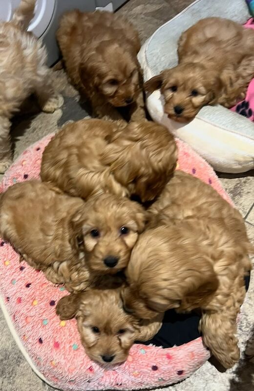 Cockapoo puppies for sale in Dungannon, County Tyrone – 9 weeks old - Image 3 of 5