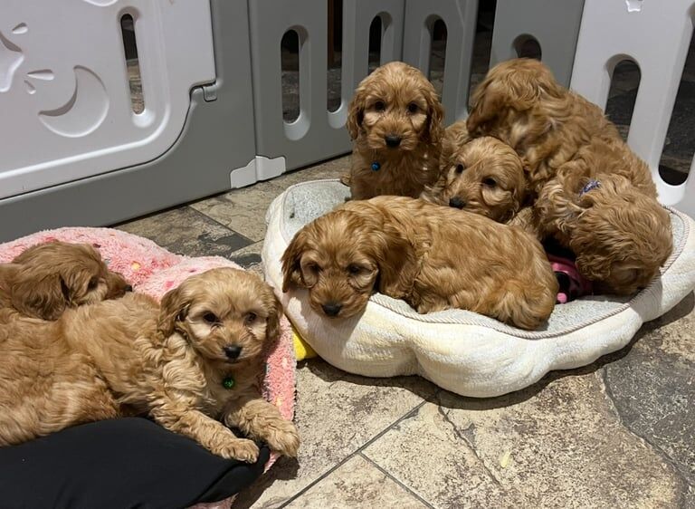 Cockapoo puppies for sale in Dungannon, County Tyrone – 9 weeks old - Image 4 of 5