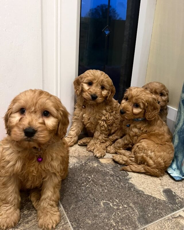 Cockapoo puppies for sale in Dungannon, County Tyrone – 9 weeks old - Image 5 of 5