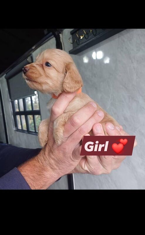 Cockapoo puppies for sale in Hemlington, North Yorkshire – KC registered, 7 weeks old