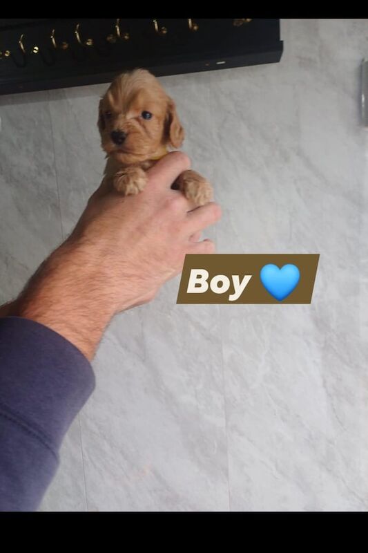 Cockapoo puppies for sale in Hemlington, North Yorkshire – KC registered, 7 weeks old - Image 2 of 5