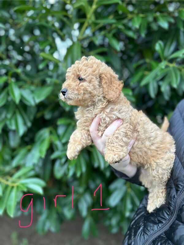 Cockapoo puppies for sale in Newark, Cambridgeshire – 7 weeks old