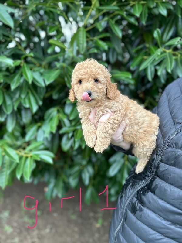 Cockapoo puppies for sale in Newark, Cambridgeshire – 7 weeks old - Image 2 of 3
