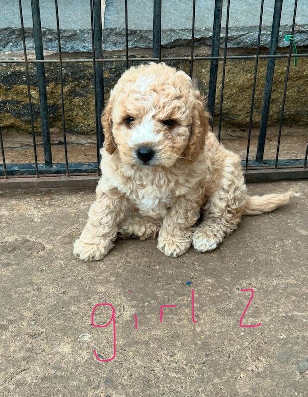 Cockapoo puppies for sale in Newark, Cambridgeshire – 7 weeks old - Image 3 of 3