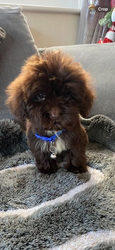 Cockapoo puppies for sale in Kidlington, Oxfordshire – 6 months old - Image 2 of 3