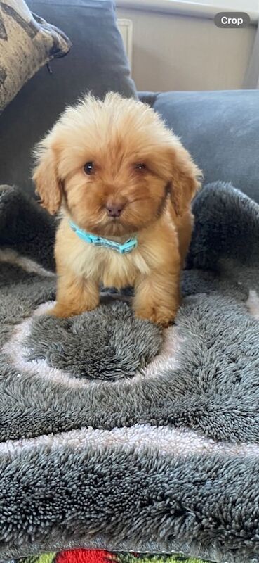 Cockapoo puppies for sale in Kidlington, Oxfordshire – 6 months old - Image 3 of 3