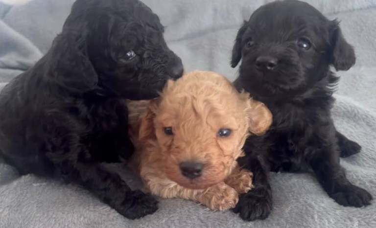 Cockapoo puppies for sale in Dagenham, Greater London β 8 weeks old