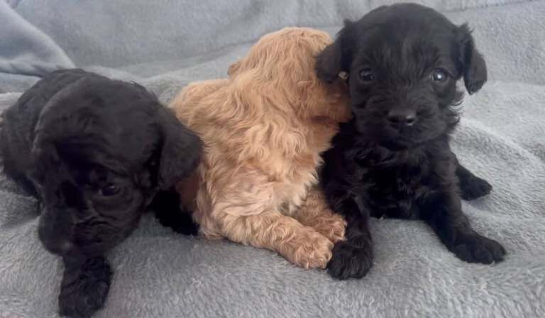 Cockapoo puppies for sale in Dagenham, Greater London – 8 weeks old - Image 2 of 5