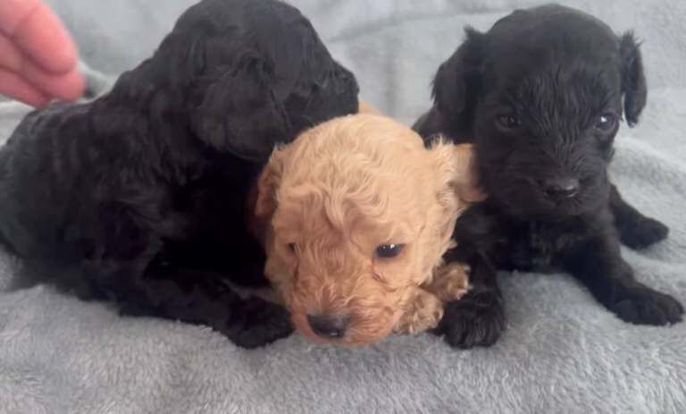 Cockapoo puppies for sale in Dagenham, Greater London – 8 weeks old - Image 3 of 5