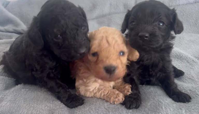 Cockapoo puppies for sale in Dagenham, Greater London – 8 weeks old - Image 4 of 5