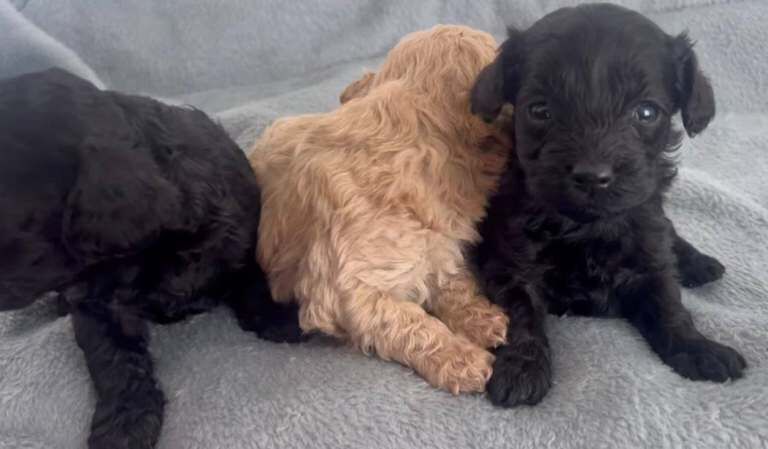 Cockapoo puppies for sale in Dagenham, Greater London – 8 weeks old - Image 5 of 5