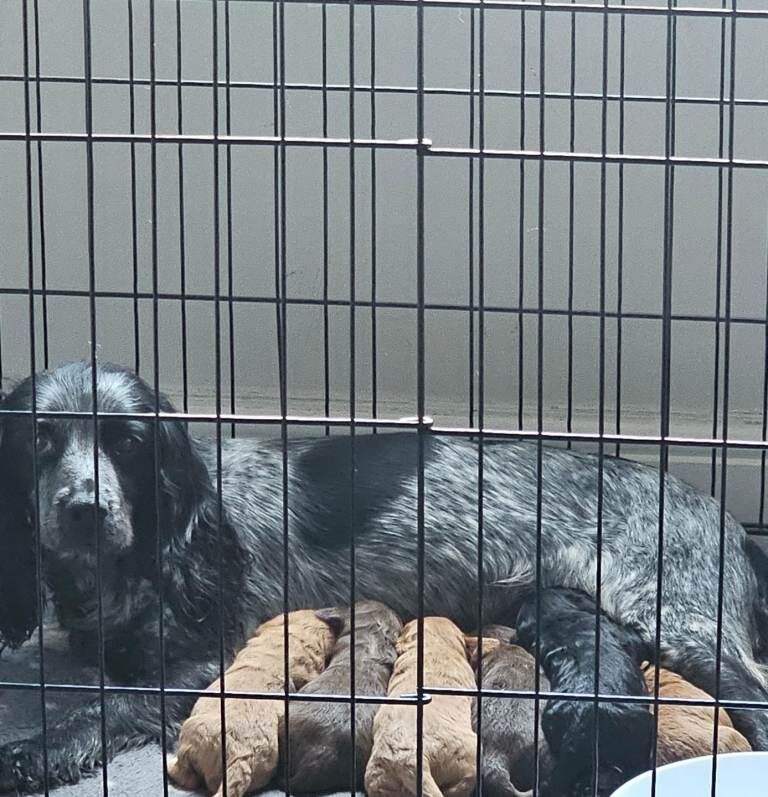 Cockapoo puppies for sale in Stockton-on-Tees, Durham – 4 weeks old