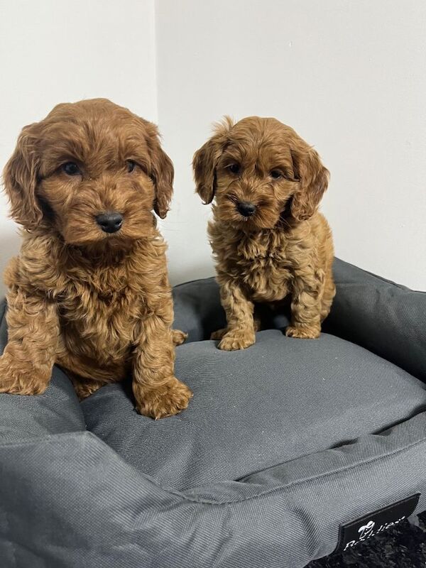 Cockapoo puppies for sale in Londonderry, County Londonderry – 8 weeks old
