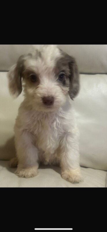 Cockapoo puppies for sale in Leicester, Leicestershire – 3 months old - Image 2 of 3