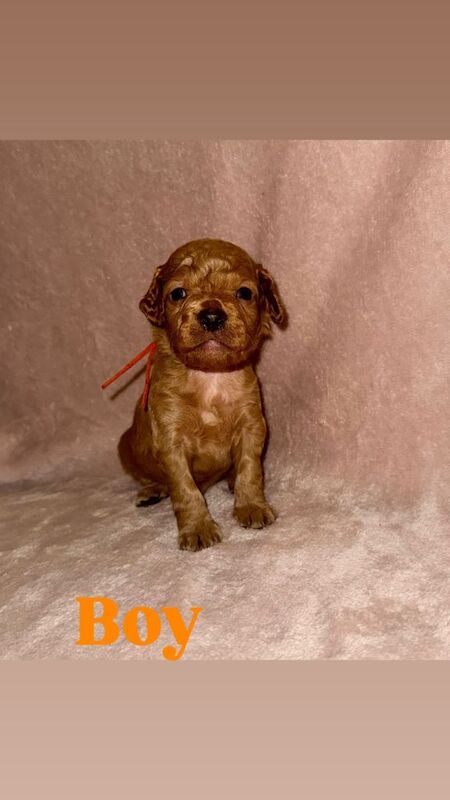 Cockapoo puppies for sale in Hoyland, South Yorkshire β 3 months old - Image 2 of 6