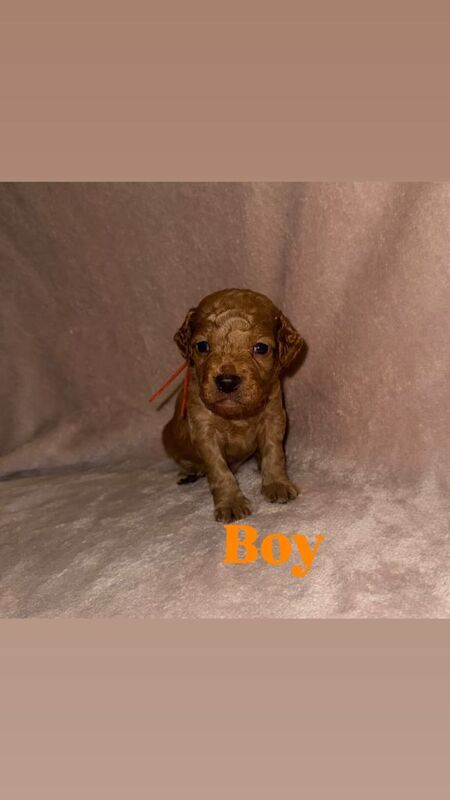 Cockapoo puppies for sale in Hoyland, South Yorkshire β 3 months old - Image 3 of 6