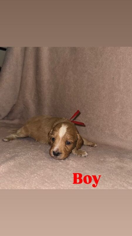 Cockapoo puppies for sale in Hoyland, South Yorkshire β 3 months old - Image 4 of 6