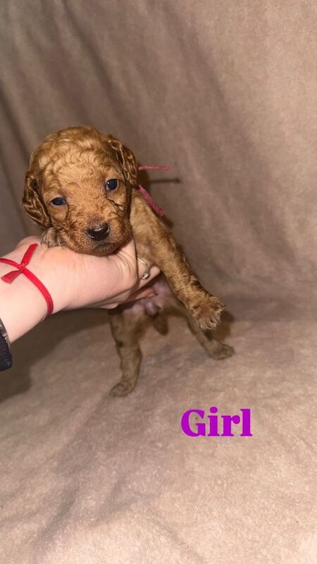 Cockapoo puppies for sale in Hoyland, South Yorkshire β 3 months old - Image 5 of 6