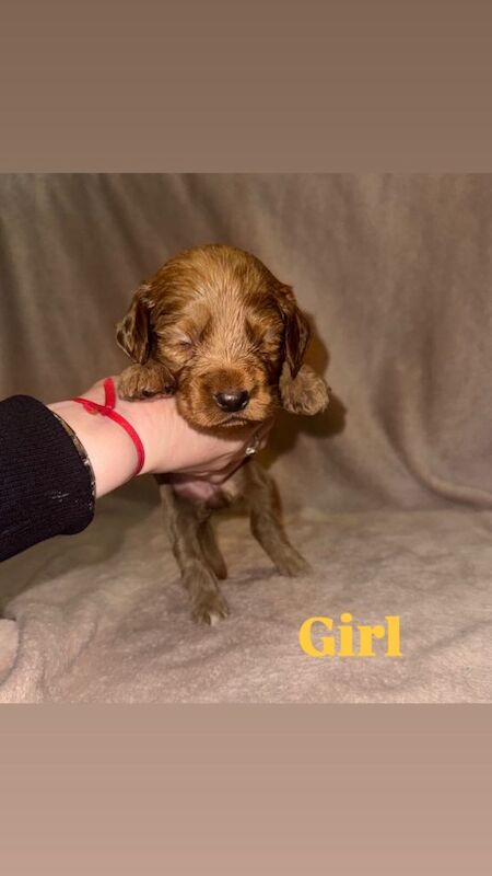 Cockapoo puppies for sale in Hoyland, South Yorkshire β 3 months old - Image 6 of 6