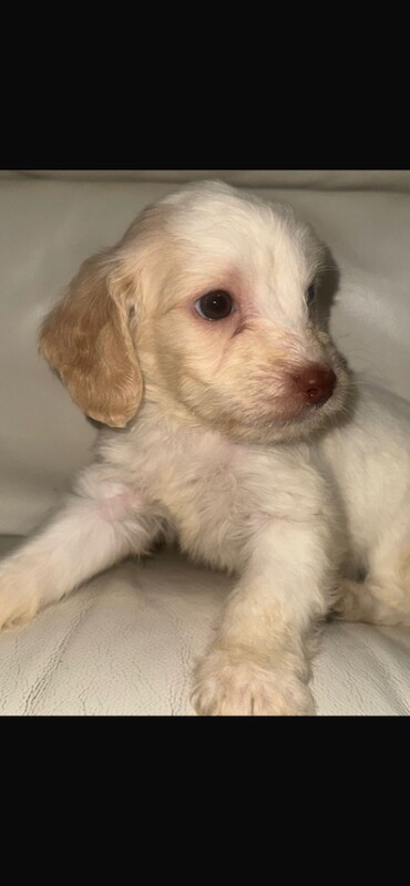 Cockapoo puppies for sale in Leicester, Leicestershire – 9 weeks old