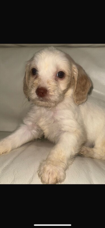 Cockapoo puppies for sale in Leicester, Leicestershire – 5 months old - Image 2 of 3