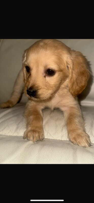 Cockapoo puppies for sale in Leicester, Leicestershire – 5 months old - Image 3 of 3