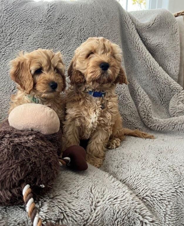 Cockapoo puppies for sale in Belfast, County Antrim – 5 months old - Image 2 of 4