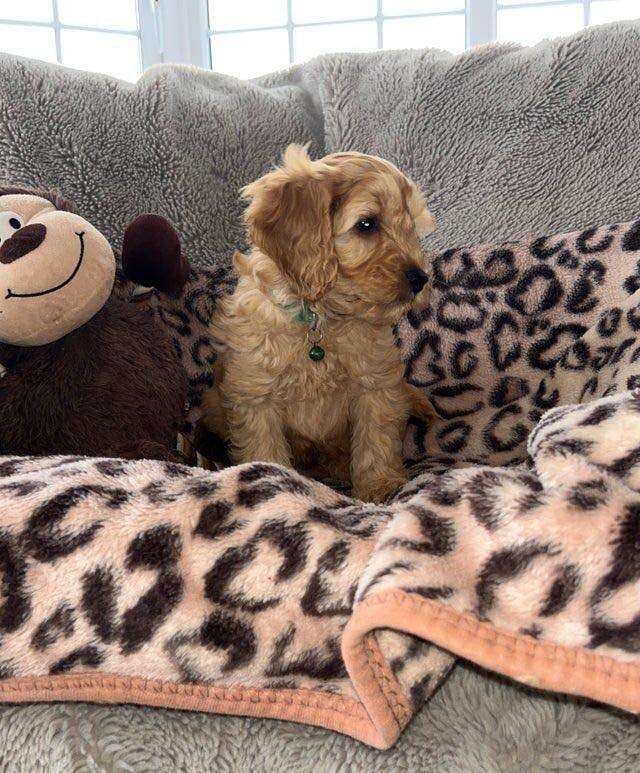 Cockapoo puppies for sale in Belfast, County Antrim – 5 months old - Image 3 of 4