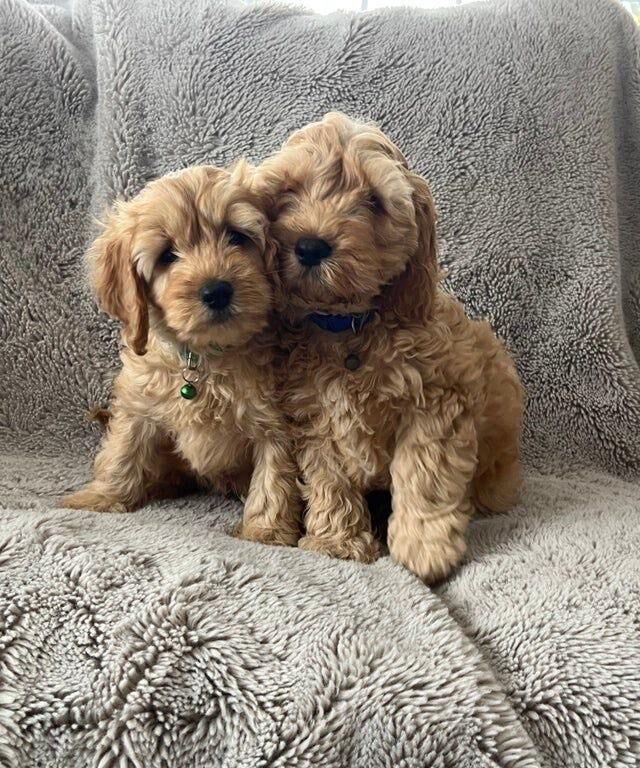 Cockapoo puppies for sale in Belfast, County Antrim – 5 months old - Image 4 of 4