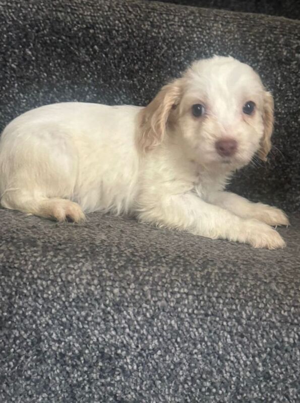 Kennel Club Registered Black Cockapoo Puppies For Sale | Cockapoo Owners