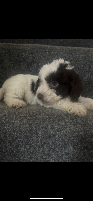 Cockapoo puppies for sale in Leicester, Leicestershire – 4 months old - Image 2 of 5