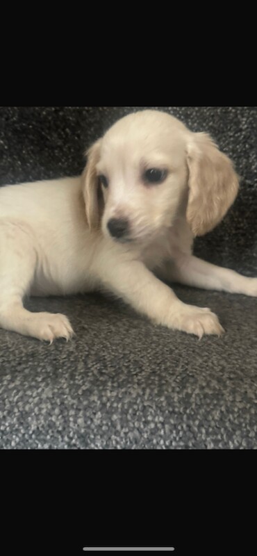 Cockapoo puppies for sale in Leicester, Leicestershire – 4 months old - Image 3 of 5
