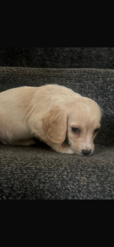 Cockapoo puppies for sale in Leicester, Leicestershire – 4 months old - Image 4 of 5